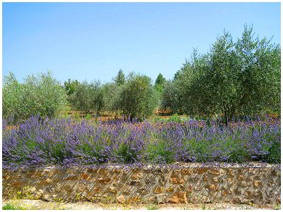 L'oliveraie du Mas de la Chabrière