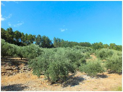 L'oliveraie du Mas de la Chabrière