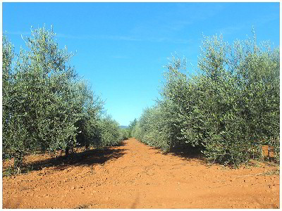 L'oliveraie du Mas de la Chabrière